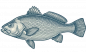 CORVINA