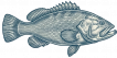 GROUPER