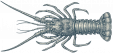 LOBSTER