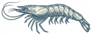 Shrimp